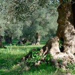 Puglia olive tree