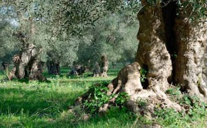 Puglia olive tree